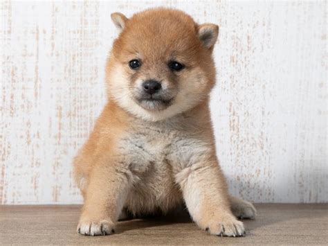 豆しば ー 魅力あふれる愛らしい小さな柴犬