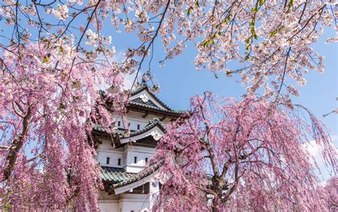 豪華舒適的住宿，欣賞令人嘆為觀止的弘前公園景色