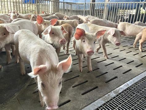 豬槽飼養——亞洲養豬業的未來