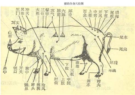 豬腳結構介紹