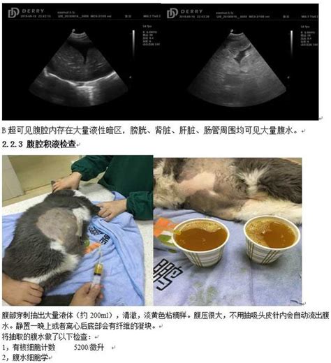 貓傳染性腹膜炎（FIP）：