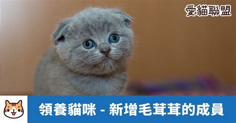 貓咪中文：全面了解您毛茸茸的朋友