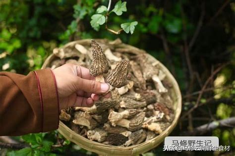 貓咪也能吃羊肚？了解羊肚營養價值和餵食方式