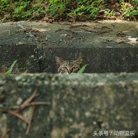 貓咪俠：你我身邊的秘密守護者