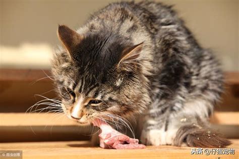 貓咪是肉食動物