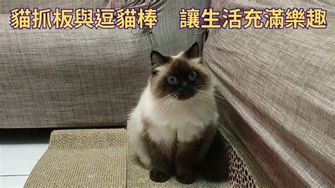 貓咪的狩獵本能