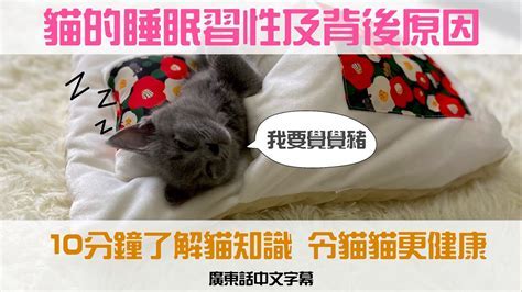 貓咪的睡眠習性