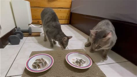 貓咪的美味佳餚：羔羊口味濕食