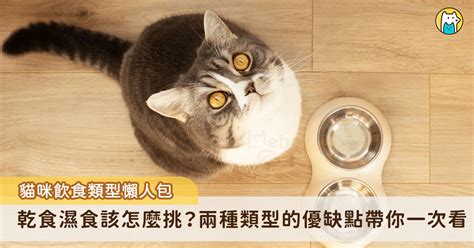 貓咪飼料：寵愛貓咪的飲食指南