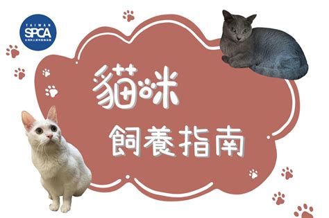 貓咪飼養指南：全方位掌握貓咪照護