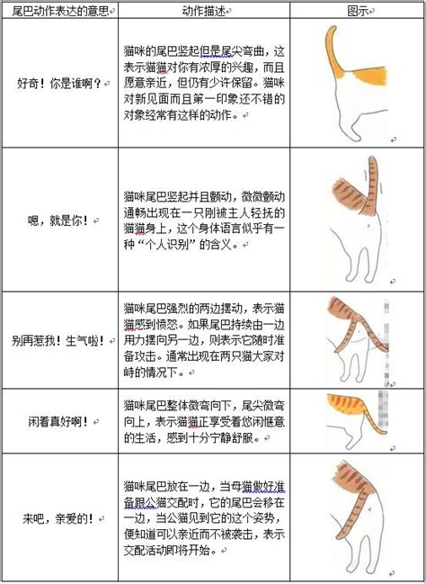 貓尾語：尾巴顫抖藏心事