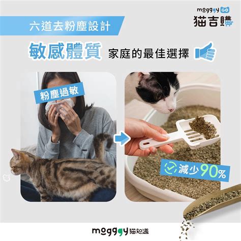 貓砂的選擇：滿足挑剔貓咪的需求