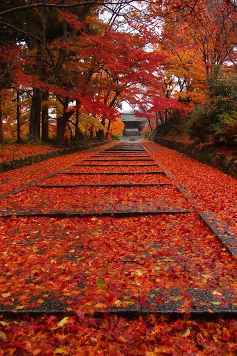 貴船神社楓葉