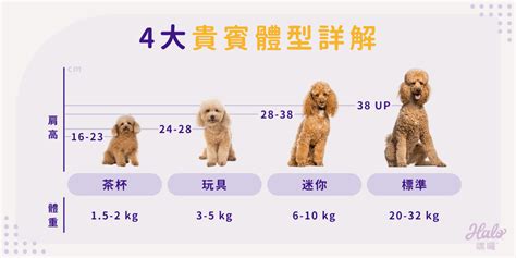 貴賓犬的體型分類