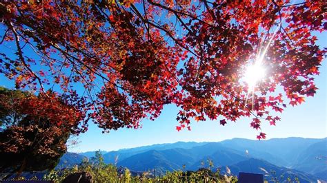 賞楓勝地，盡享秋日美景