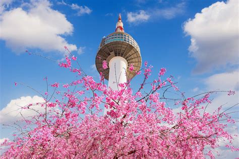 賞櫻勝地首爾：用鏡頭捕捉春日粉嫩風光