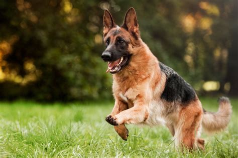 賢いシェパードの飼い方と訓練の秘訣