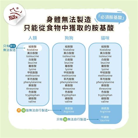 賴氨酸100：了解這種必需胺基酸的重要性和好處