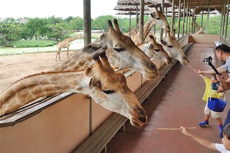 賽佛瑞野生動物園