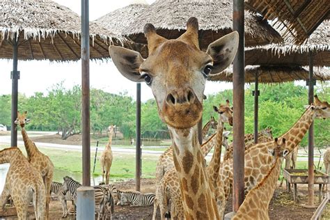 賽佛瑞野生動物園的歷史