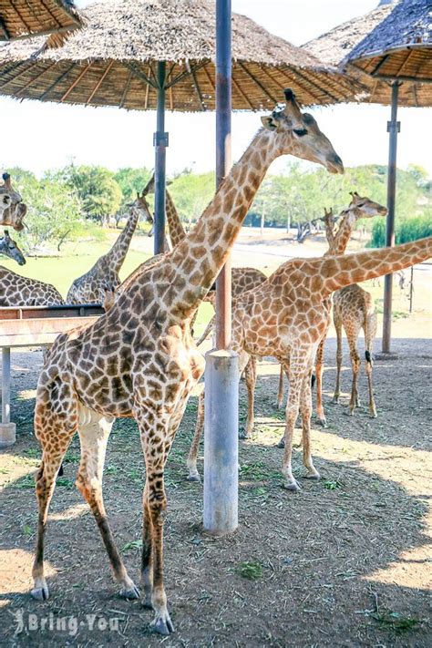 賽 佛 瑞 野生 動物園