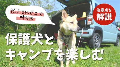 赤ちゃん×犬事故を防ぐ！飼い主と保護者ができること