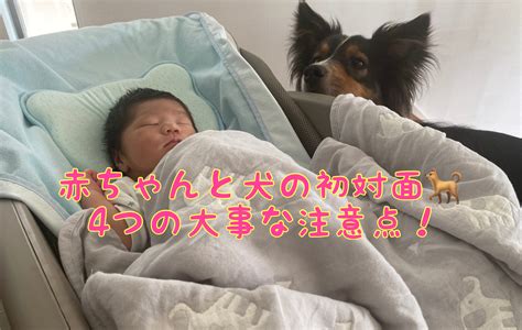 赤ちゃんと犬のアレルギー