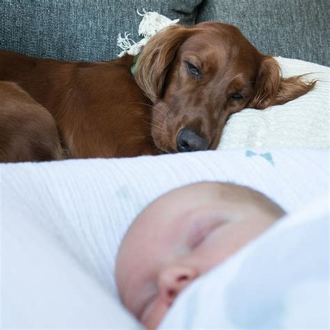 赤ちゃんと犬のアレルギー：すべてを網羅したガイド