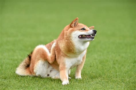 赤ちゃんと犬のアレルギー：知っておくべきこと