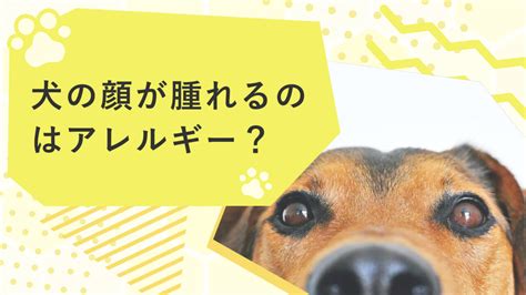 赤ちゃんと犬のアレルギー：顔だけに出る場合の対処法と対策