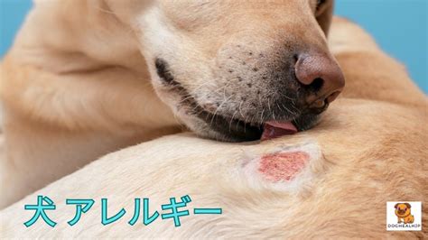 赤ちゃんにとっての犬アレルギー：症状、治療法、予防法