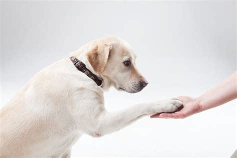 赤ちゃんの犬アレルギーの症状