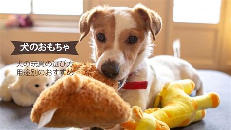 赤ちゃん犬に欠かせない！おもちゃの選び方とおすすめ10選