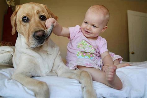 赤ちゃん犬のための最高の遊び道具