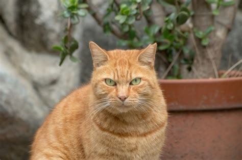 赤 トラ 茶 トラ 違い