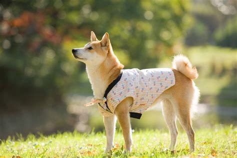 超小型犬の定義