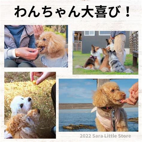 超小型犬向け