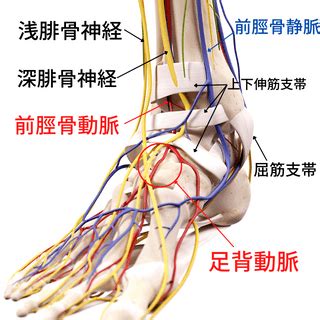 足の解剖学と機能