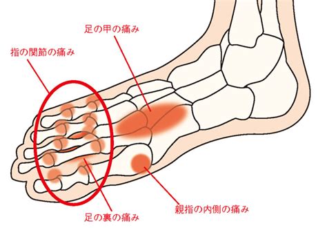 足側面に沿って親指のつま先まである筋肉