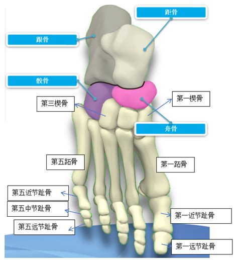 足跟的解剖構造