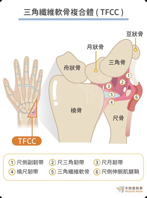 軟骨：關節的緩衝墊