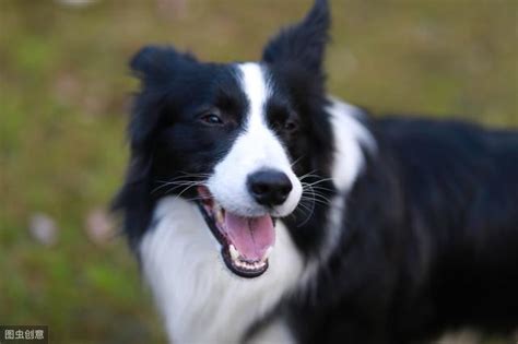 迎接新生幼犬