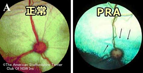 進行性網膜委縮症（PRA）：