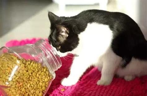 進階寵物飼料：引領寵物營養新時代