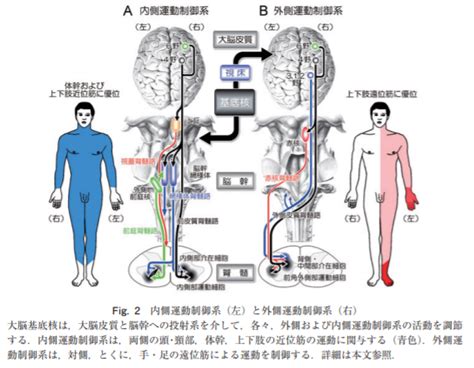 運動制御