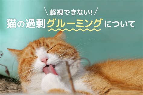 過剰グルーミング: 犬と猫の隠された苦悩