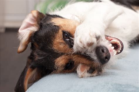 過剰グルーミング：犬のストレスサインを見分ける方法と対処策