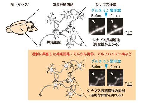 過度の興奮性: