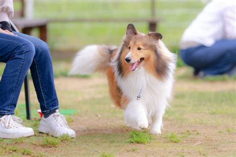 適切なアジリティ犬種を選ぶ