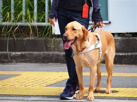 適切な盲導犬